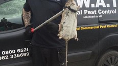 Bắt được chuột khổng lồ dài 60 cm, kích thước như trẻ sơ sinh