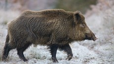 Heo rừng trỗi dậy sau thảm họa hạt nhân Fukushima