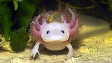 Tìm hiểu ‘khủng long 6 sừng’ giá cả triệu đồng tại Hà Nội