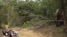 Voi lệch ngà phá phách, người dân chạy tán loạn