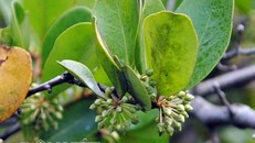 Cây cóc hồng độc nhất vô nhị tiền tỷ không mua được