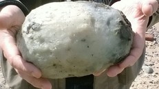 Nhặt được long diên hương cá voi trị giá 1,5 tỷ đồng