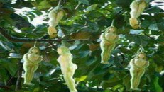 Kỳ lạ cây có quả hình cô gái, chỉ rung lên khi đàn ông chạm vào