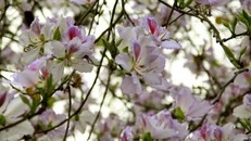 Tháng 4 đến Sốp Cộp mà ăn …hoa ban