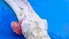 Video: Loài cá có hình dạng kỳ dị sa lưới ngư dân Thái Lan