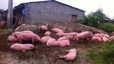 Lợn chết, thải loại tràn ngược về nội địa