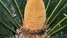 Chiêm ngưỡng hoa của loài cây 'ngàn năm' mới nở