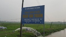 Rau phun 'thần dược' siêu tăng trưởng: Do hám lợi, hám làm giàu?