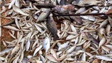 Hiện tượng cá biển chết hàng loạt do 'nhiễm độc'?