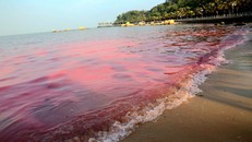 Hiện tượng thủy triều đỏ làm cá chết hàng loạt như thế nào?