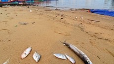 Cá chết, chuyện không thể im lặng