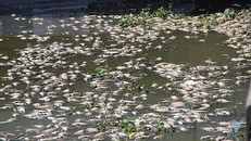 Nguyên nhân cá chết hàng loạt trên kênh Nhiêu Lộc - Thị Nghè
