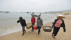 Nước biển 4 tỉnh miền Trung đạt chuẩn, hải sản an toàn