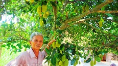 'Sướng đời' có được cây mít tố nữ 300 trái mọc chi chít tận gốc