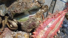 Xót xa rạn san hô lớn nhất Quảng Bình trở thành ‘nghĩa địa cá'