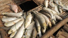 Vụ nước sông đổi màu, cá chết: "Thủ phạm" nhận lỗi