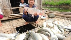 'Vụ cá chết ở sông Bưởi tuy nhỏ nhưng... nghiêm trọng' 