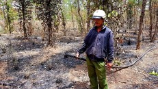 Đắk Lắk khẩn trương điều tra vụ đốt cháy 500 trụ tiêu của người dân