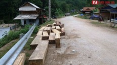 Nghệ An: Gỗ lậu nằm la liệt trên đường, chủ rừng có vô can?