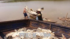Cá chết hàng loạt ở xã Đa Kia.