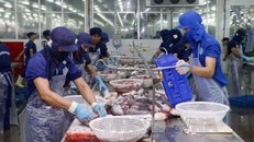 Hàng xuất khẩu Việt Nam cũng sẽ đối diện với kiện chùm, kiện domino?