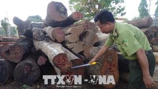 Lực lượng chức năng Đắk Nông bắt giữ các xe chở gỗ không rõ nguồn gốc. Ảnh: Ngọc Minh/TTXVN