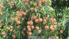 Hải Dương sẽ lần đầu tiên tổ chức Lễ hội vải thiều Thanh Hà vào nửa cuối tháng 5/2018.