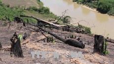 Đắk Lắk: Nhiều diện tích rừng Khu Bảo tồn thiên nhiên Nam Kar bị 'cạo trọc'