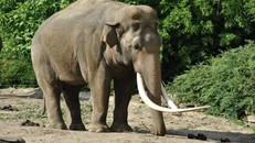 Việt Nam - Hoa Kỳ hợp tác bảo vệ động, thực vật hoang dã