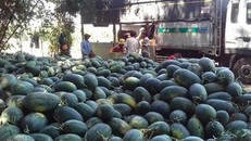 Dưa hấu 1.000 đồng/cân vẫn ế, nông dân 'khóc ròng'
