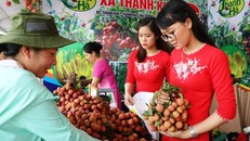 Hải Dương sẽ xuất khẩu 1.000 tấn vải thiều trong năm 2018