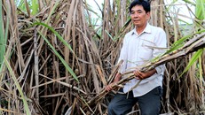 Nông dân bán mía phải nhận đường vì nhà máy nợ hơn 100 tỷ đồng