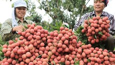 Doanh thu từ vụ vải thiều năm 2018 của bà con Bắc Giang dự kiến đạt trên 5.700 tỷ đồng, tăng trên 430 tỷ đồng so vụ năm ngoái.