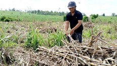 Mía nhà anh Sơn chặt cả tháng chưa được thu mua.