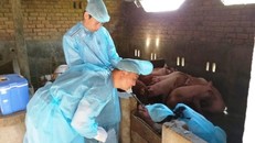 Cán bộ Chi cục Chăn nuôi và Thú y Đắk Lắk lấy mẫu xét nghiệm dịch LMLM tại thôn 8 xã Hòa Sơn.