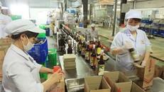 Dây chuyền đóng chai nước mắm Cát Hải ngay tại xưởng. (Ảnh: An Đăng/TTXVN)