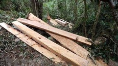 Tang vật một vụ phá rừng. (Ảnh: Phan Tuấn Anh/TTXVN)