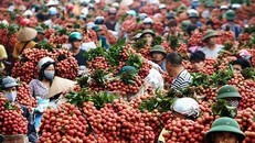 Thương nhân Trung Quốc ùn ùn tới vựa vải thiều lớn nhất Việt Nam