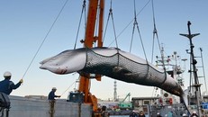 Một con cá voi được đưa về cảng biển Kushiro, Hokkaido, Nhật Bản hồi tháng 9/2017 phục vụ nghiên cứu khoa học. Ảnh: Kyodo News.