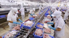 Chế biến cá tra xuất khẩu tại Công ty Cổ phần XNK Thủy sản Cần Thơ. (Ảnh: Danh Lam/TTXVN)