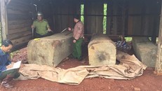 Lực lượng chức năng tiến hành đo đếm khối lượng gỗ cất giữ trái phép. (Ảnh: TTXVN phát)
