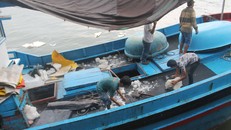 Ngư dân đánh bắt cá ngừ đại dương từ ngư trường Hoàng Sa trở về cảng cá Hòn Rớ, Nha Trang, Khánh Hòa.