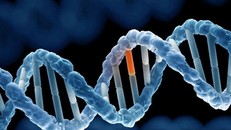 Bộ gen người bao gồm hai thành phần: Mã hóa và không mã hóa.