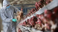 Thủ tướng: Chủ động phòng, chống dịch cúm A H5N1