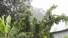 Cơn mưa lớn trên diện rộng, kéo dài gần 4 giờ đồng hồ trên địa bàn tỉnh An Giang, góp phần giải hạn và làm cho thời tiết tại An Giang dịu mát trở lại. (Ảnh: Công Mạo/TTXVN)