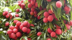 Xuất khẩu quả vải tươi gặp khó do COVID-19: Bộ Công Thương vào cuộc