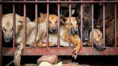 FOUR PAWS và ACPA đề nghị cấm giết mổ và tiêu thụ thịt chó, mèo