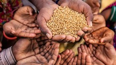 Chiến tranh và dịch bệnh làm cho an ninh lương thực thành vấn đề lớn trong năm 2019. Ảnh: News24.