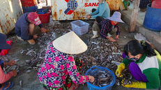 Nơi làm việc đóng cửa sau dịch COVID-19 dẫn đến thất nghiệp, nhiều lao động trung niên chọn làm công việc tay chân như quét chợ, nhặt lựa cá ở các vựa hải sản kiếm sống qua ngày. Ảnh: Kiều Trang