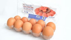Hòa Phát ‘làm chủ’ thị trường trứng gà miền Bắc với gần 550.000 quả trứng sạch mỗi ngày